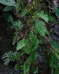 Image result for Hymenophyllum triangulare