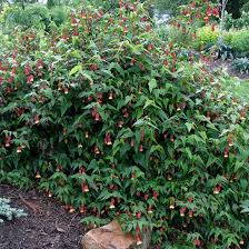 Image result for Abutilon longicuspe