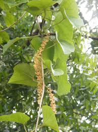 Image result for Chasmanthera dependens