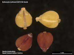 Image result for Bulbostylis