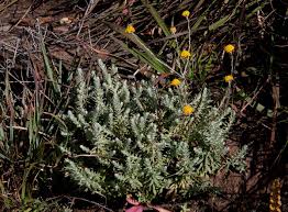 Image result for Helichrysum moorei