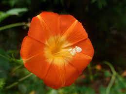 Convolvulaceae Ipomoea Coccinea Small Red Morning Glory Redstar Flower Seeds Morning Glory Seeds Orange Plant