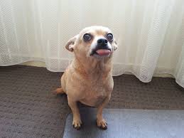 Image result for chihuahua big obesity