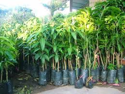 Kết quả hình ảnh cho ẢNH XOÀI ÚC