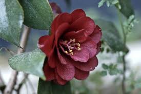 Kuro Tsubaki Flowers Photo Photo Sharing