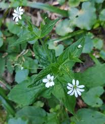 Image result for Stellaria sennii
