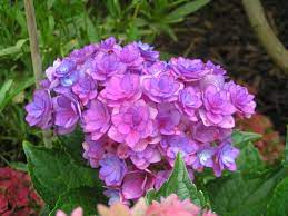 Pin On Hydrangeas