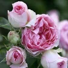 Choisissez une variété de rose miniature. Rosier Grimpant Mini Pierre De Ronsard Meibigboni Meilland Richardier