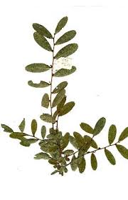 Image result for Uvaria acuminata