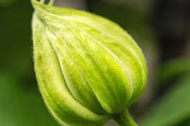 Check spelling or type a new query. Clematis Flower Bud Photograph By Iris Richardson