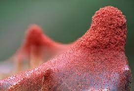 Here is how to treat red spider mites with organic treatments. Prevention And Treatment Of Spider Mite Infestations Greentree