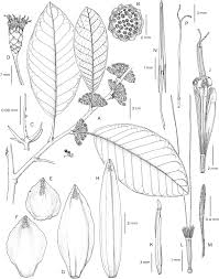 Image result for Vernonia longipedunculata