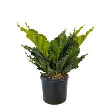 Bird Of Paradise Plant Leaves Curling Inward Buy Hookeri Bird S Nest Anthurium Free Shipping Over 100 Anthurium Potted Plants Outdoor Plants