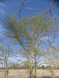 Image result for Acacia xanthophloea