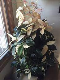 Hoya carnosa krimson queen won't flower profusely unless it receives very bright indirect sunlight, preferably the morning sun beside a. Hoya Carnosa Rubra Krimson Queen Variegated Plants Hoya Plants House Plants