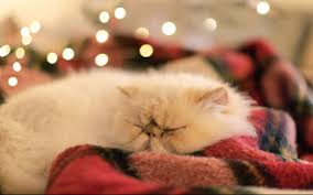 soft kitty
