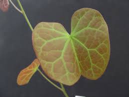 Image result for Tylosema fassoglensis