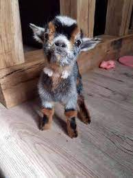 Really Clean Funny Memes Sometimes You Just Need A Baby Goat Facebook