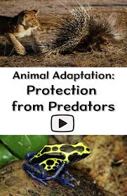 Animal Adaptation Video For Classroom Examples Of Physical And Behavioral Adaptations For Protectio Animal Adaptations Animal Life Cycles Fourth Grade Science