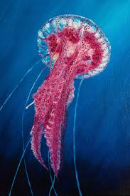 Big Pink Jellyfish Underwater Inhabitants Aquatic Animals Marine Ocean Mauve Stinger Jellyfish Jellyfish Painting Jellyfish Art Animal Paintings