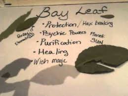 Maybe you would like to learn more about one of these? Magical Herbs Bay Leaf Youtube