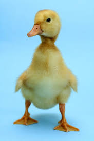 Duck Small Duck On Blue Background Affiliate Small Duck Duck Background Blue Ad Duck Wallpaper Duck Baby Ducks