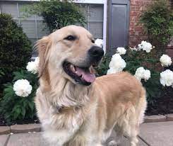 Excellent show quality golden retriever puppies from import and champion bloodlines are available with high pedigree. Cream Golden Puppies For Sale In Nashville Golden Puppies Puppies For Sale Dog Breeder
