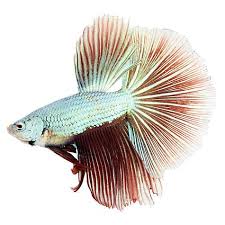 Very very active little guy. How Much Are Betta Fish What Do All The Types Cost