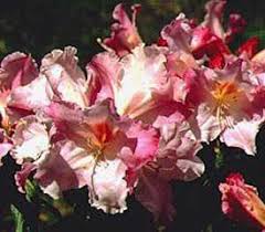 Rhododendron Fragrantissimum Improved Rhododendron Plant Fragrant Flowers Rhododendron
