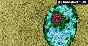 Check spelling or type a new query. The Thing Inside Your Cells That Might Determine How Long You Live The New York Times