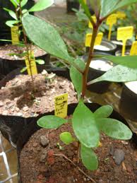 Image result for Hibiscus physaloides