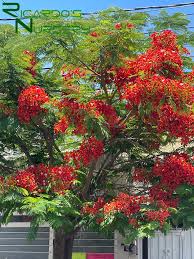 Image result for Delonix