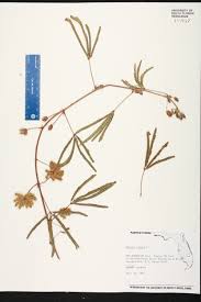 Image result for Mimosa pudica