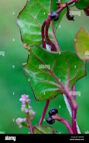 Image result for Basellaceae