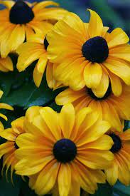 A few of the f1 hybrids have pink or reddish blossoms, but none have yellow flowers. Rudbeckia Black Eyed Susan Black Eyed Susan Beautiful Flowers Beautiful Blooms