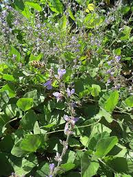 Image result for Calopogonium mucunoides