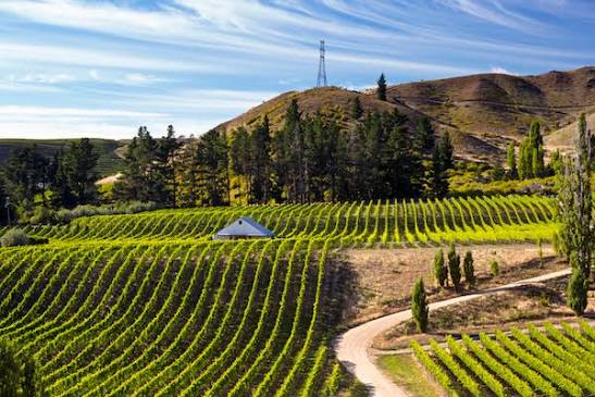 Sam Neill – Central's acting vintner | Jancis Robinson
