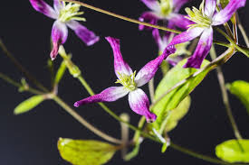 Check spelling or type a new query. Waldrebe Rubromarginata Clematis Triternata Rubromarginata Gunstig Online Kaufen