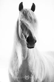 Black And White Horse Photography Photo By Shelley Paulson Beautiful Horses White Horse Photography Horses