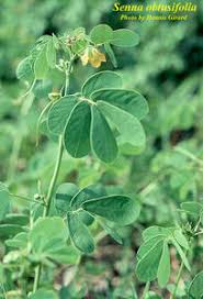 Image result for Senna obtusifolia