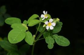 Image result for Oxalis barrelieri