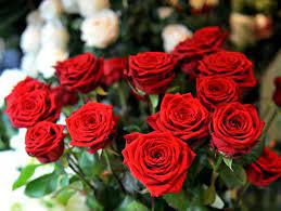 4131 1074 albero fiori prato. Rose Rosse O No Il Significato Dei Fiori Per Non Sbagliare A San Valentino Corriere It