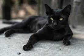 Siyah Kedi Isimleri Kizlarsoruyor