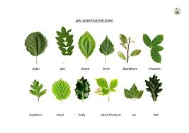 23 thorough ohio leaf identification chart