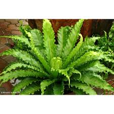Image result for Asplenium barteri