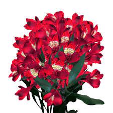 See more ideas about alstromeria, flower garden, flowers. Red Alstroemeria Flowers Peruvian Lilies Globalrose