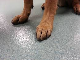 Nov 06, 2020 · to clean a garage floor, start by sweeping up any dirt, dust, and debris with a broom. Benefits Of Epoxy Floor Coatings For Dog Day Cares