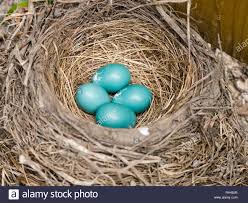 Check spelling or type a new query. Pin On Bird Nests