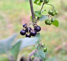 Image result for Solanum giganteum