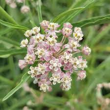 Image result for Asclepias